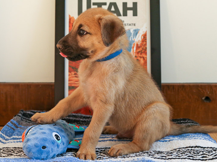 chinook puppy